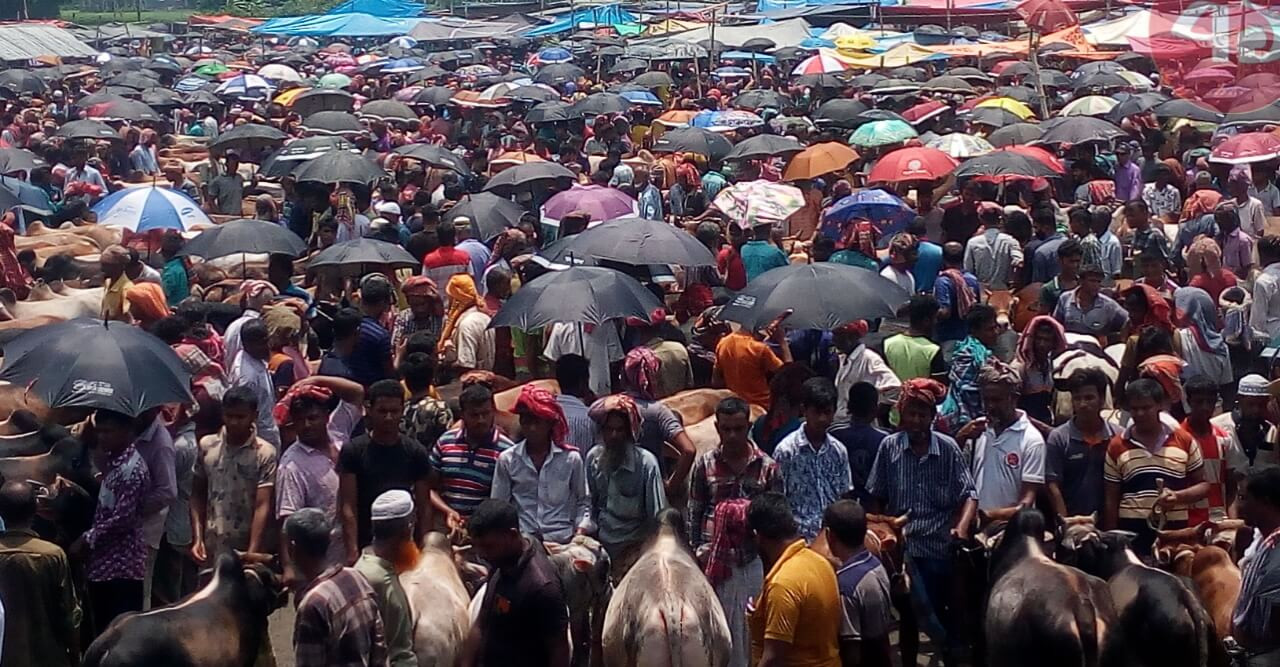 জমে উঠেছে উল্লাপাড়ার  কোরবানির পশুর হাট