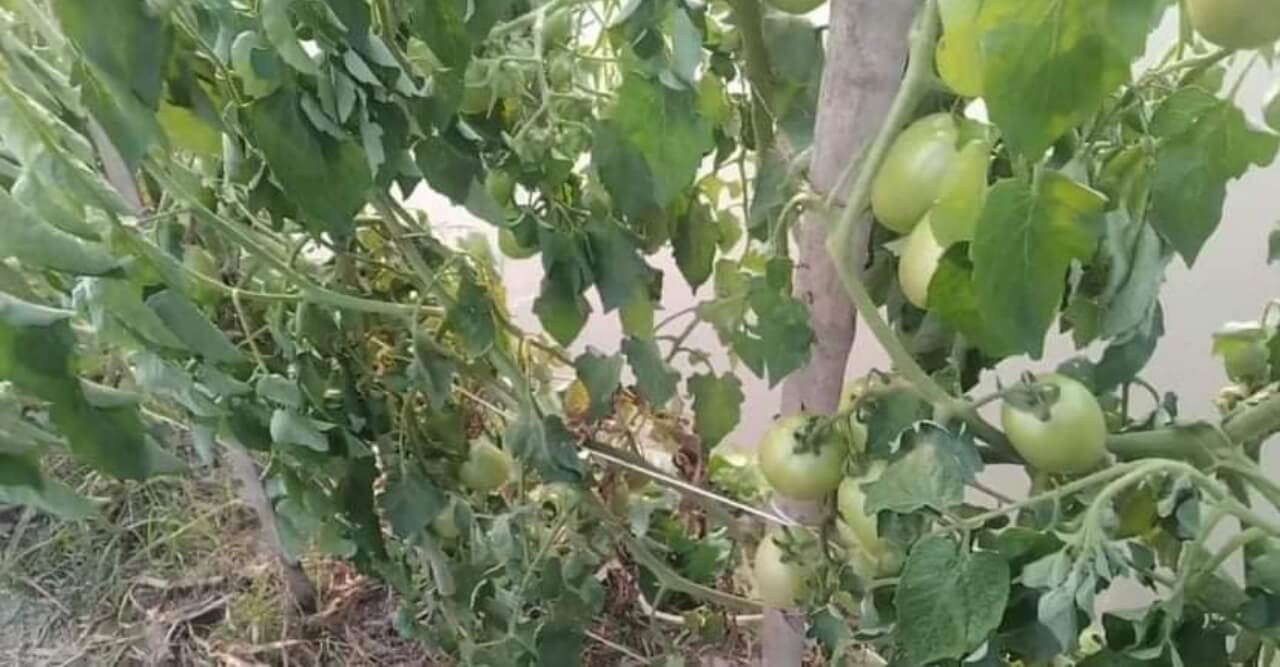 দু’শ টাকা পরিশোধে বিলম্বের জেরে মালিক পক্ষের তুঘলকি কান্ড !