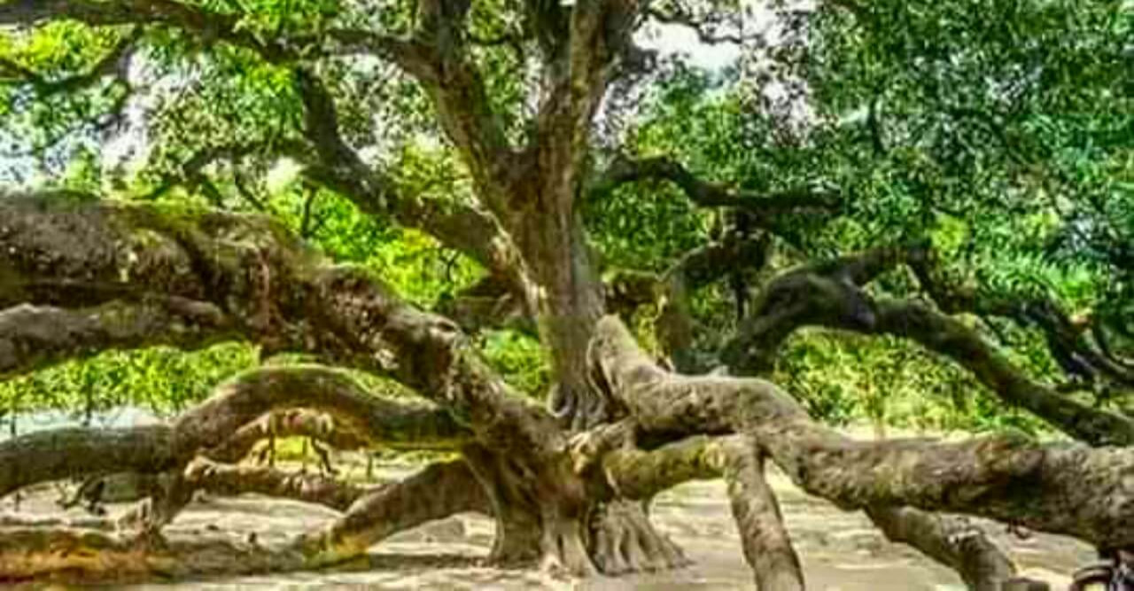 ২০০ বছরের আমগাছ, পর্যটন কেন্দ্র গড়ে তোলার দাবি দর্শনার্থীদের!