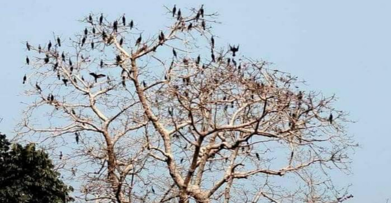 রাণীশংকৈলে পানকৌড়ির কলকাকলিতে মুখরিত শিমুলগাছ