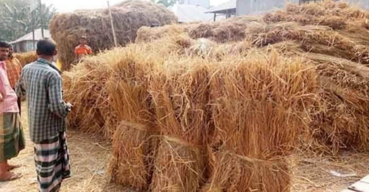 রাণীশংকৈলে ধানের চেয়ে খড়ের কদর বেশি!