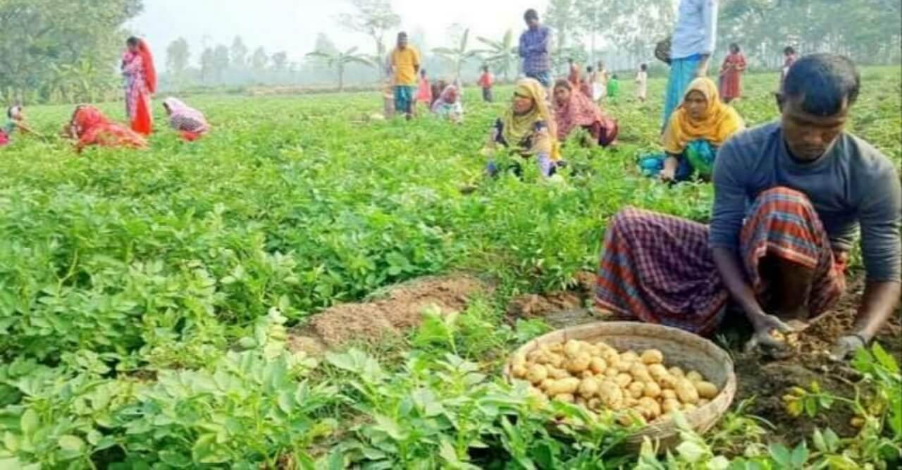 আলুর কেজি ১০ টাকা, লোকসানে চাষিরা!