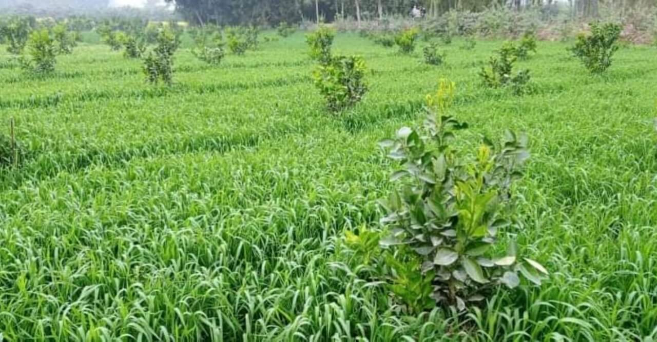 মাল্টাবাগানে ১১ মিশ্র ফসল করে চমক লাগালেন আমিরুল