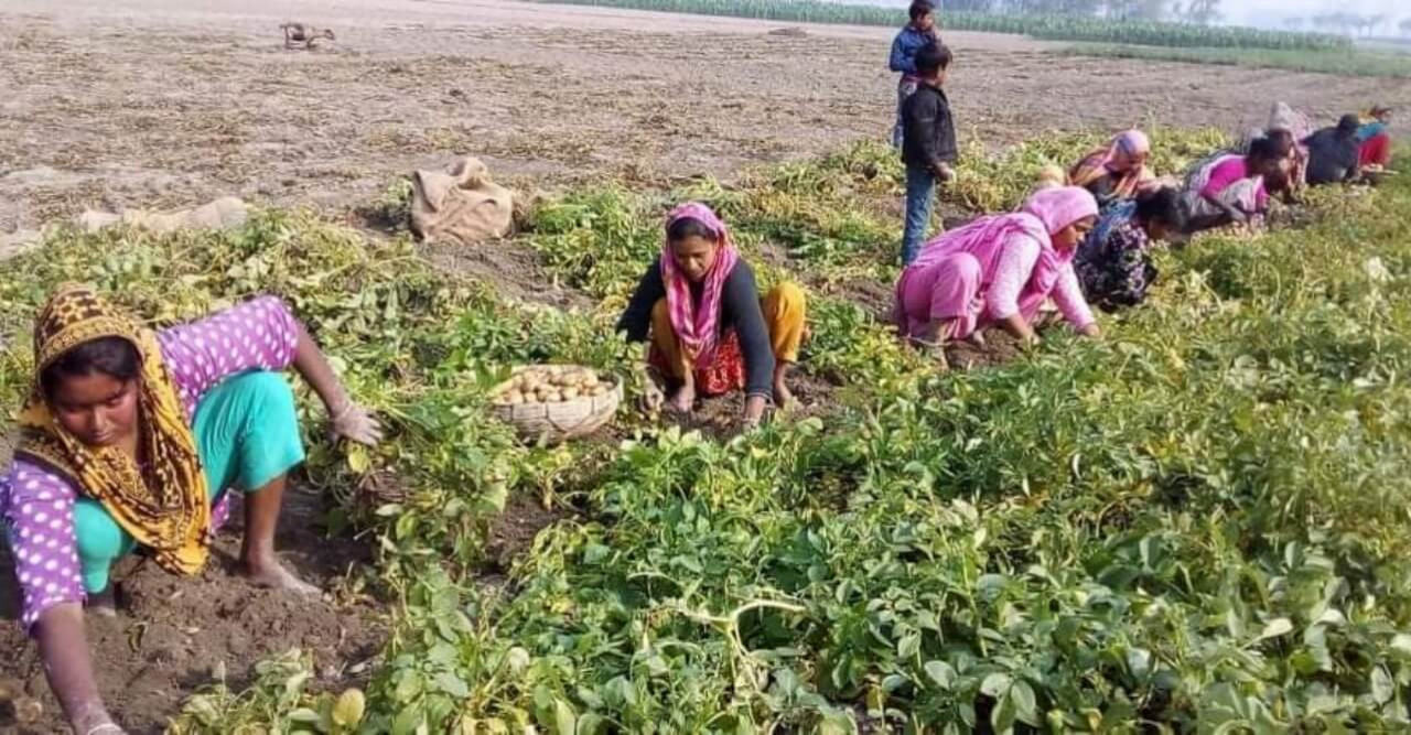 রাণীশংকৈলে আলু তুলে নারীদের বাড়তি উপার্জন 