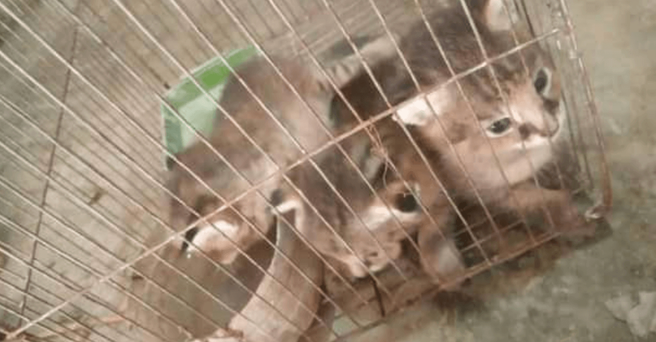 মেছো বিড়ালের চারটি ছানা উদ্ধার করে ফিরিয়ে দেওয়া হলো মা বিড়ালের কাছে