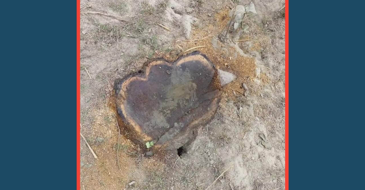 দৌলতপুরে সরকারি রাস্তার গাছ কর্তন