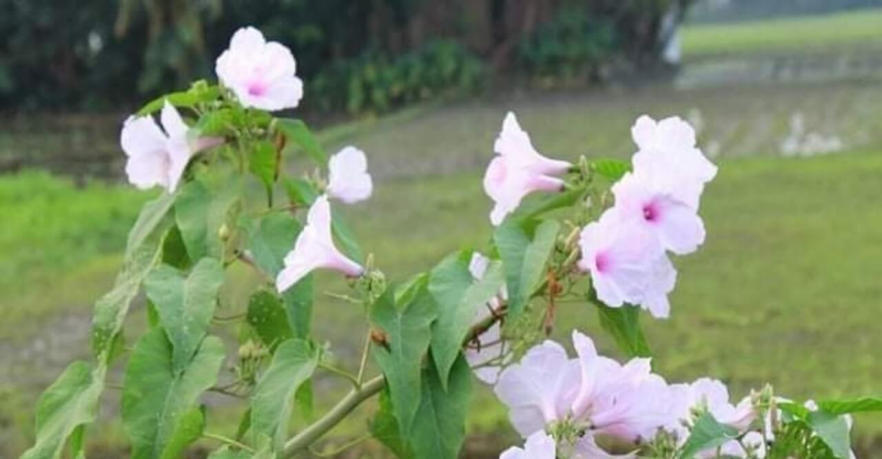 ‘ঢোলকলমি’ উদ্ভিদের গুনাগুন ও উপকারিতা