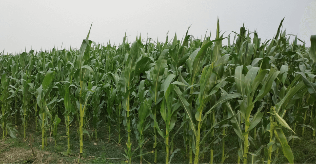 তিস্তার চরাঞ্চলে ভুট্টা বাম্পার ফলনের সম্ভাবনা