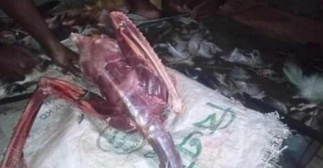 হরিপুরে পাখি শিকারের দায়ে ১ জনের ১৫ দিনের জেল