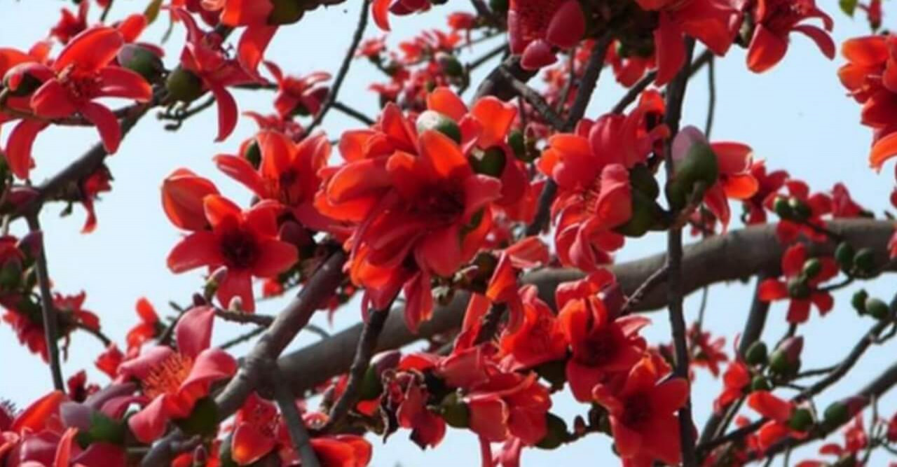 বসন্তের সেই চোখ ধাঁধানো সৌন্দর্য শিমুল ফুল এখন বিলুপ্তির পথে