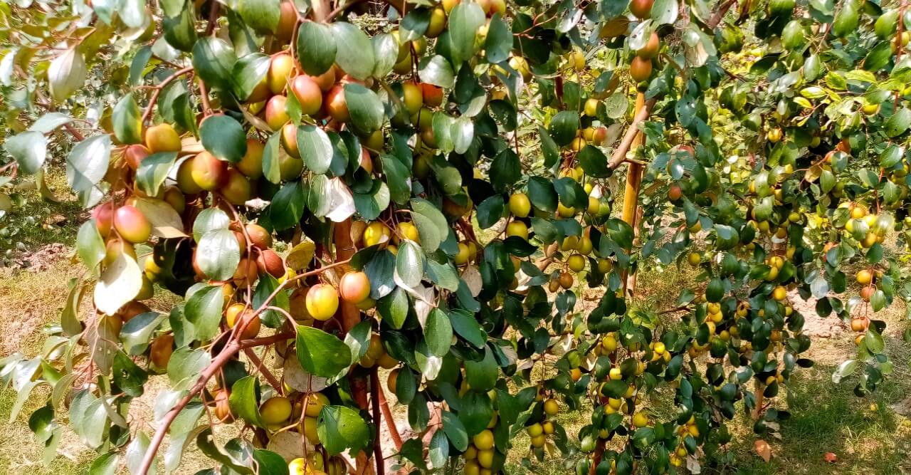 রাকিবের ভাগ্য বদলে দিল বিভিন্ন জাতের আপেল কুল