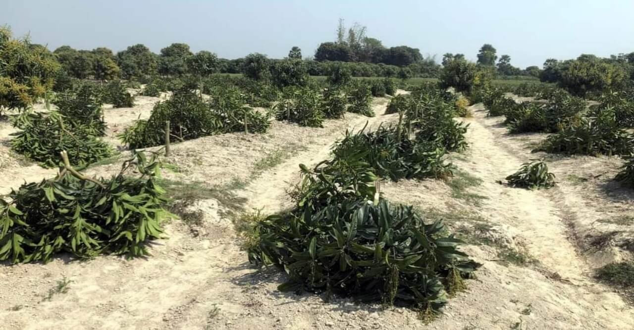 সাপাহারে মুকুলধারী আম বাগান কেটেছে দুর্বৃত্তরা