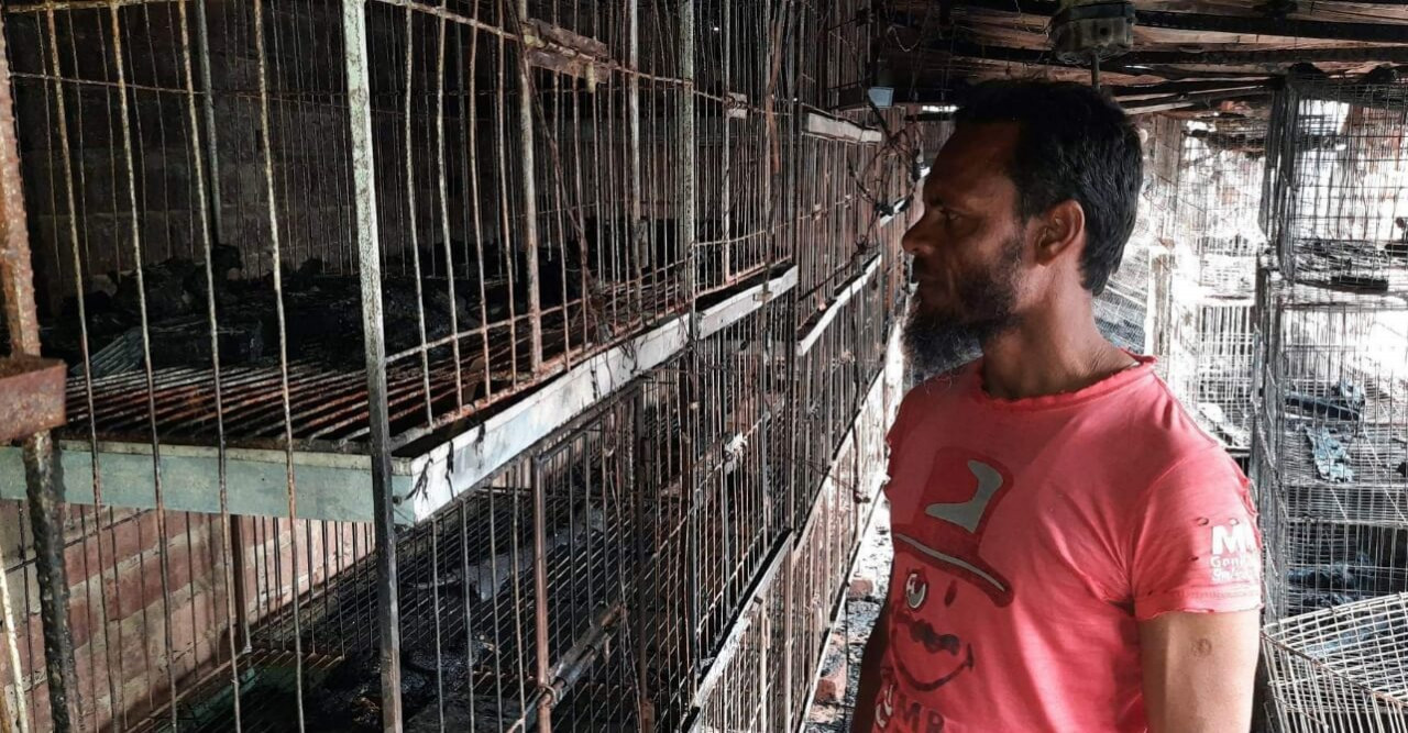 সাপাহারে ১৫লক্ষাধিক টাকার কবুতর পুড়ে ভষ্মিভুত