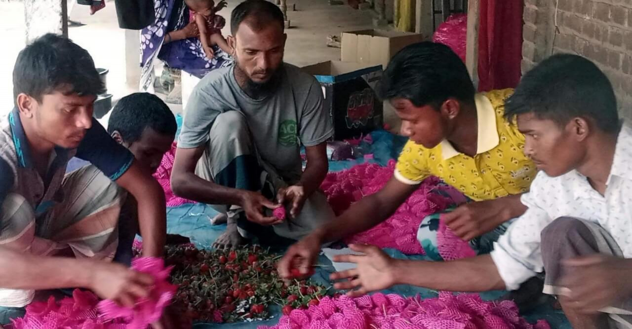 সাপাহারে স্ট্রবেরি চাষে সফল উদ্যোক্তা ইব্রাহিমের ভাগ্য বদল