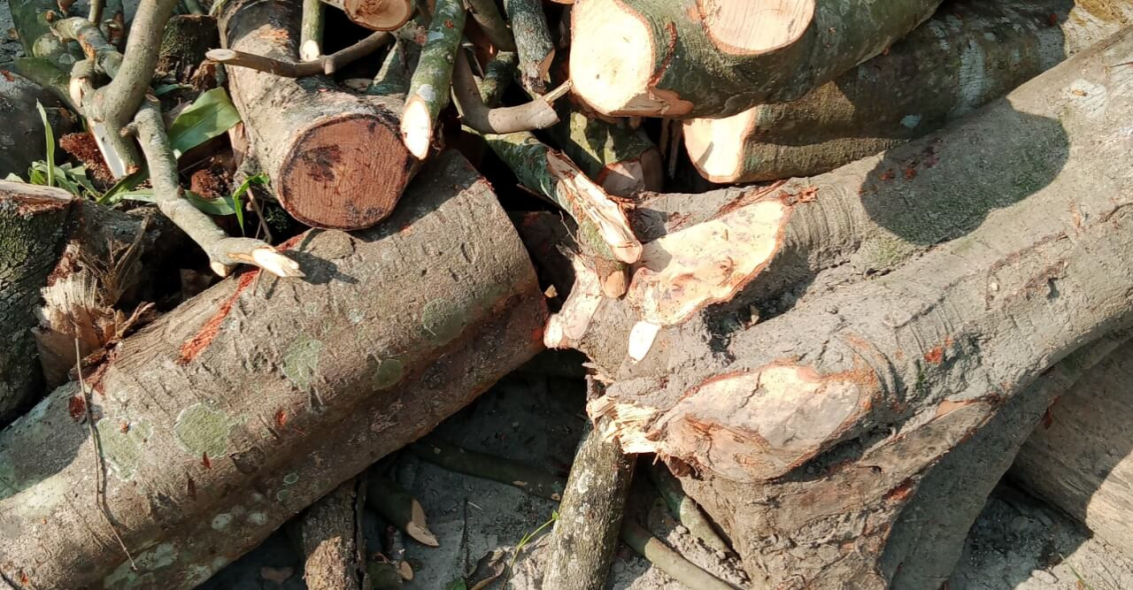 নড়াইলের কালিয়ায় প্রভাবশালী কর্তৃক সরকারী গাছ কাটা হচ্ছে