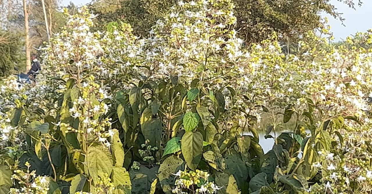 নড়াইলে মেঠো পথের সৌন্দর্য্য বাড়াচ্ছে প্রাকৃতিক অপরূপ ভাঁট ফুল