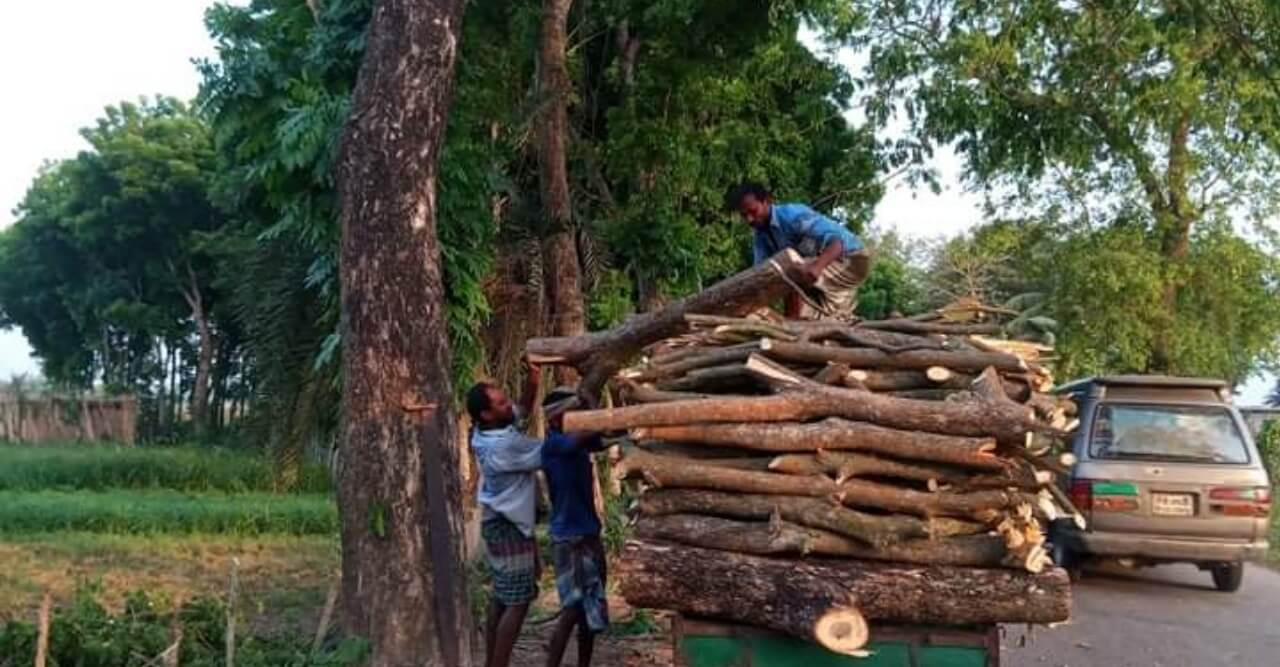 হরিণাকুণ্ডুতে প্রধান সড়কের গাছ কর্তন