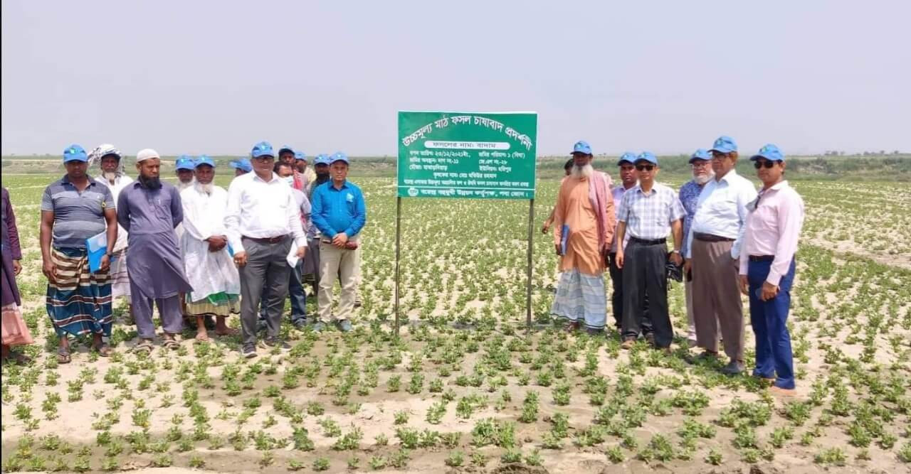 পদ্মার চরে বছরে দুইবার হচ্ছে বাদামের চাষ ফুটেছে কৃষকের মুখে হাসি