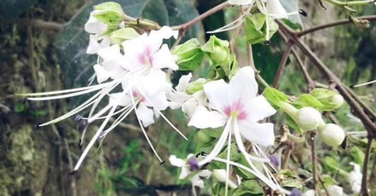 সৌন্দর্যের রূপ ছড়াতে ফুটেছে ভাটি ফুল