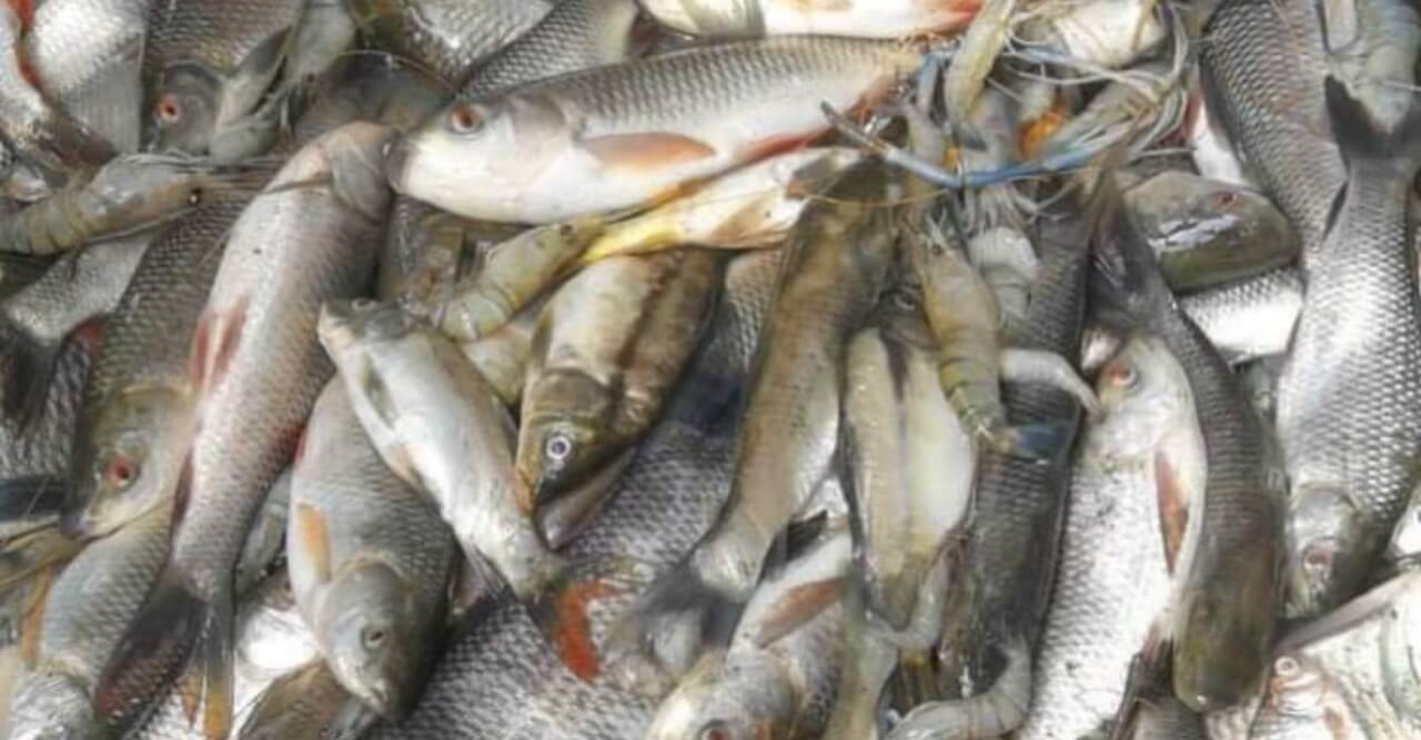 মোল্লাহাটে দুর্বৃত্তের দেওয়া বিষে মরল মৎস্য ঘেরের মাছ