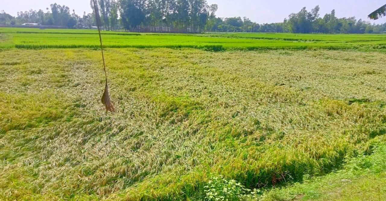 সুন্দরগঞ্জে কালবৈশাখী ঝড়ে বোরধানের ক্ষতি
