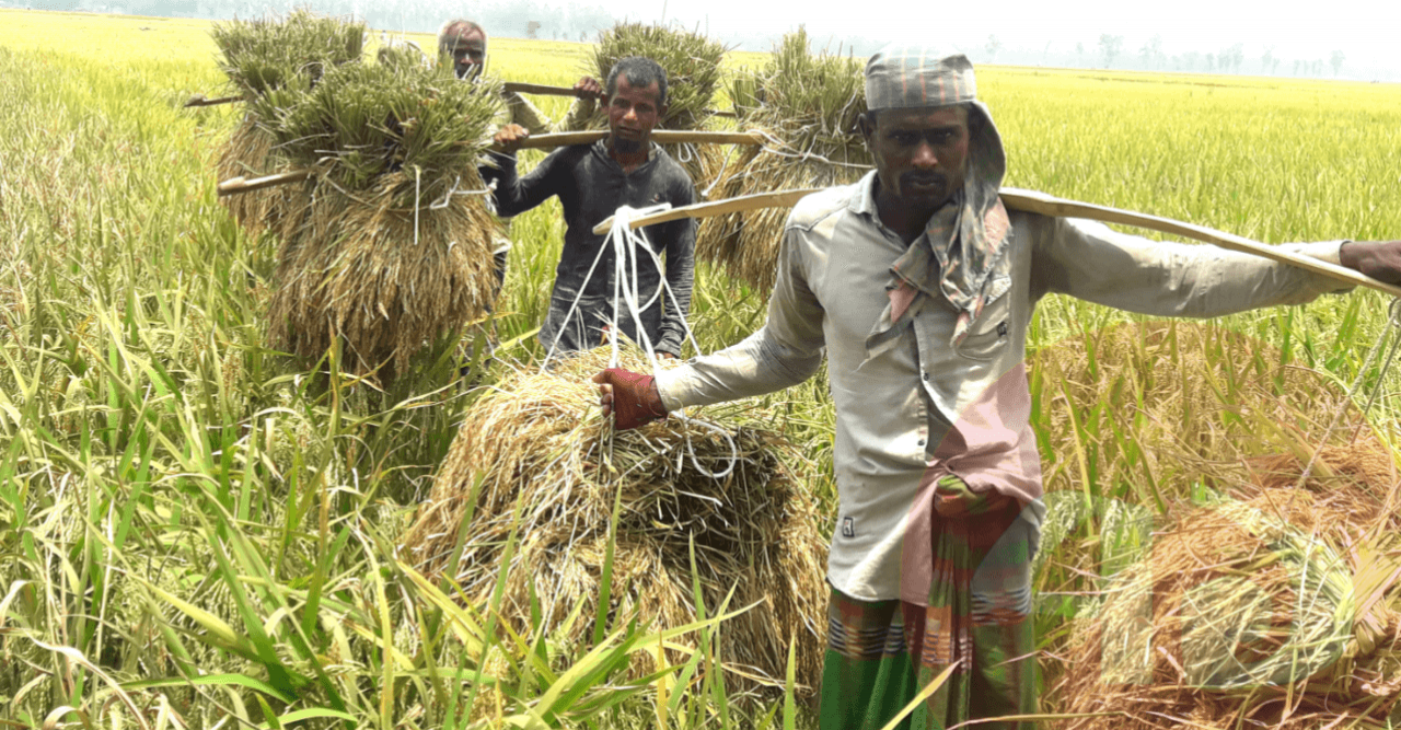বোরো ধান কাটা মাড়ায়ে ব্যস্ত কৃষক: ফলনো হয়েছে আশাতীত