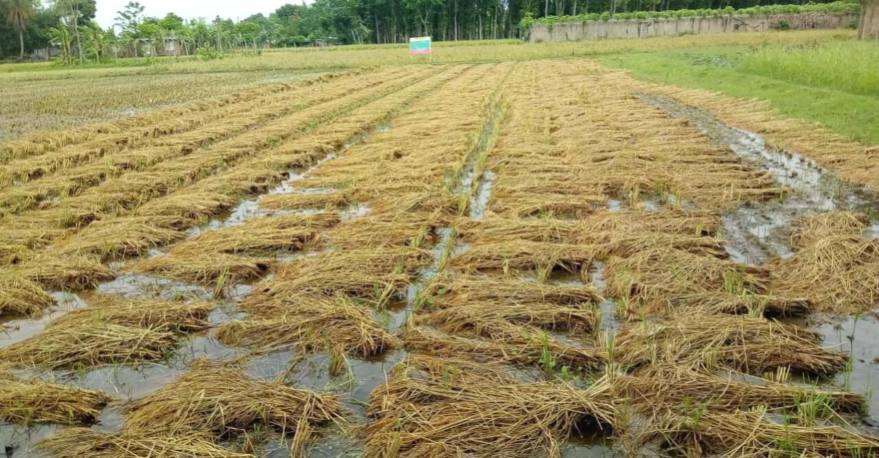 অশনির বৃষ্টিতে ভাসছে কৃষকের স্বপ্ন