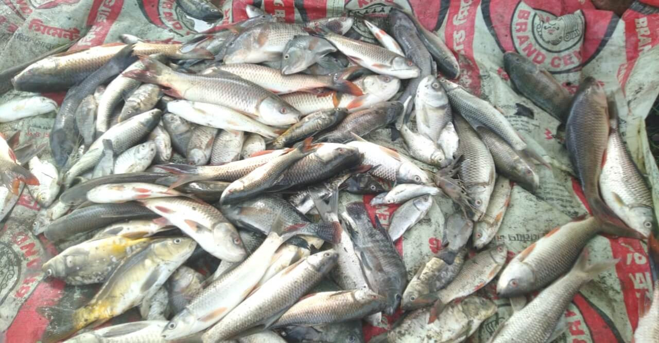 মৎস্য ঘেরে বিষ দিয়ে ২০ লাখ টাকার মাছ মেরে ফেলার অভিযোগ