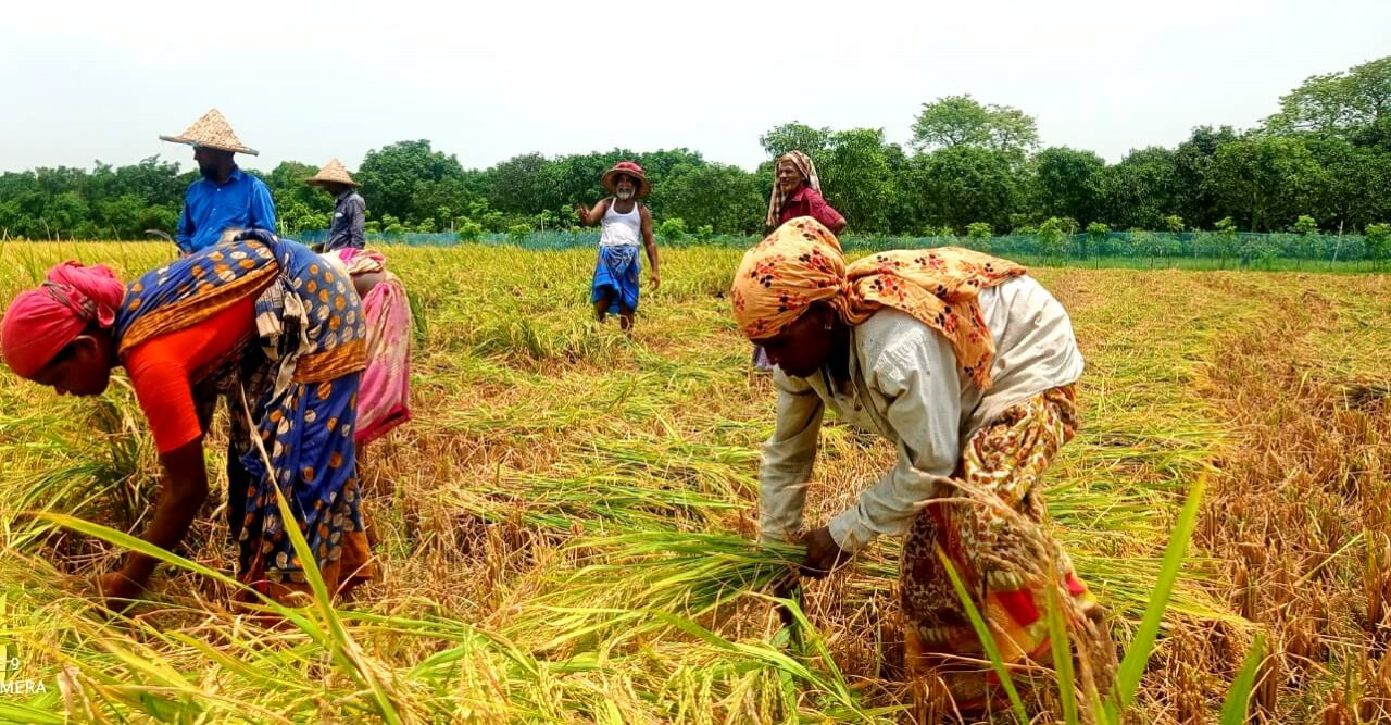 অতি বৃষ্টি ও শ্রমিক সংকটে গোমস্তাপুরের বোরোচাষিরা