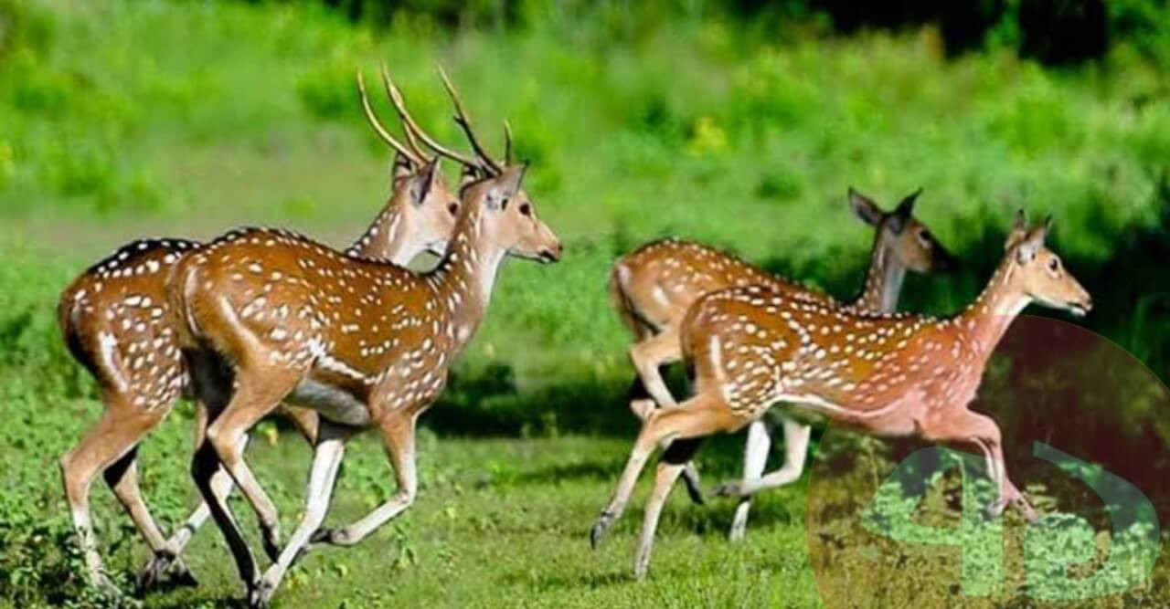 আজ ২২ মে আন্তর্জাতিক জীববৈচিত্র্য দিবস