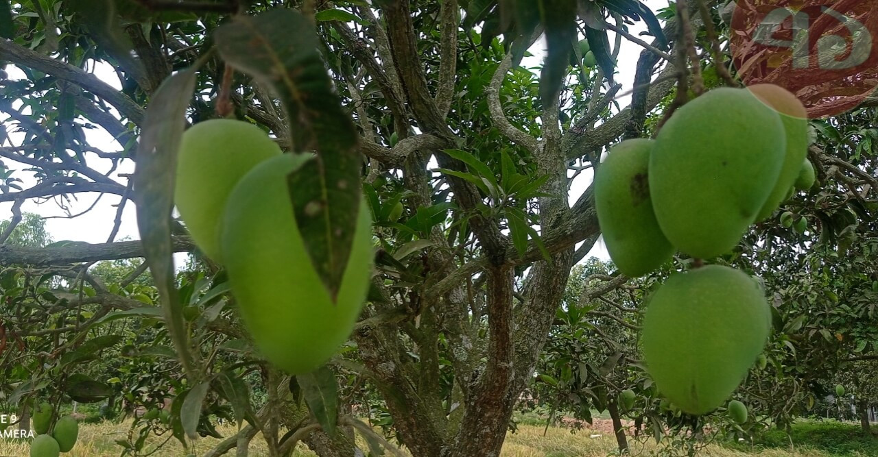 গাছে দোল খাচ্ছে আম, স্বপ্ন পূরণের লক্ষ্যে চাষীরা