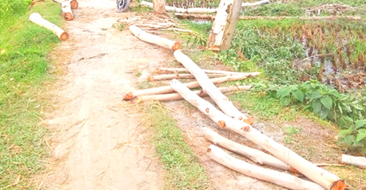 ডোমারে সড়কের গাছ কাটা আটক করলো এলাকাবাসী