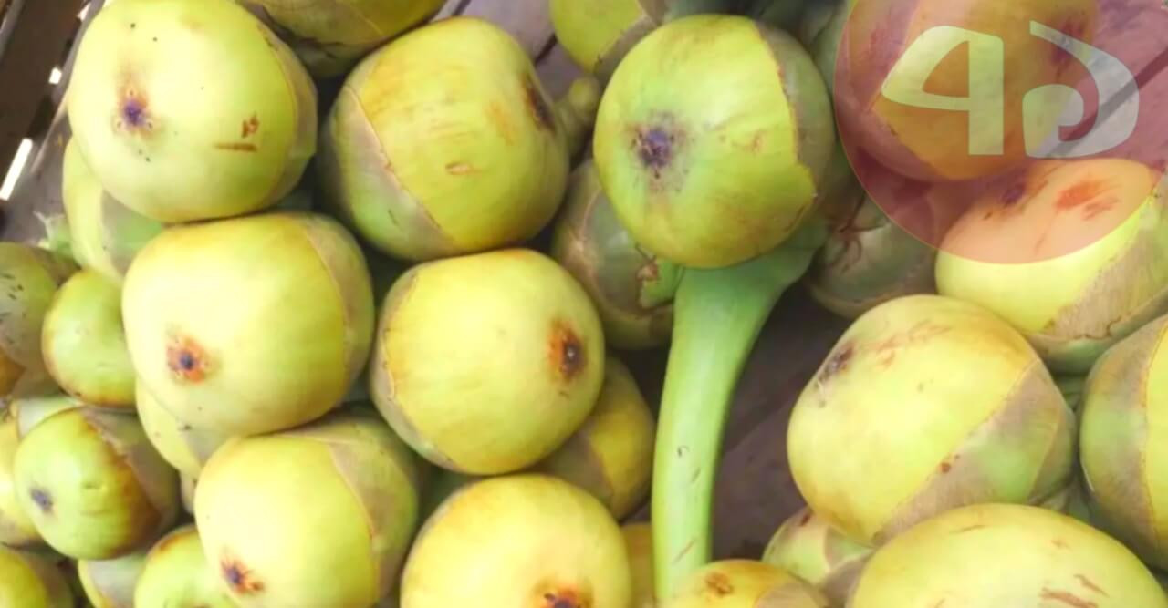 লোভনীয় ফল তাল শাসের কদর বেড়েছে গরমে