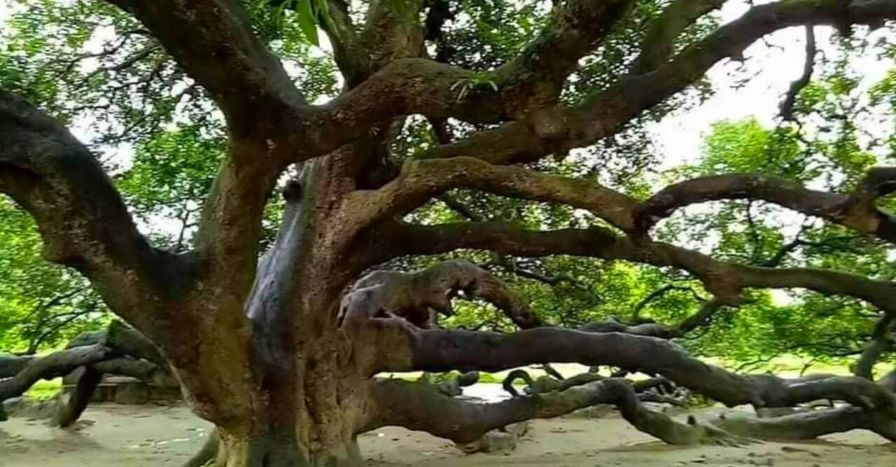 এশিয়ার সর্ববৃহৎ গাছে থোকায় থোকায় সুর্যপরী আম