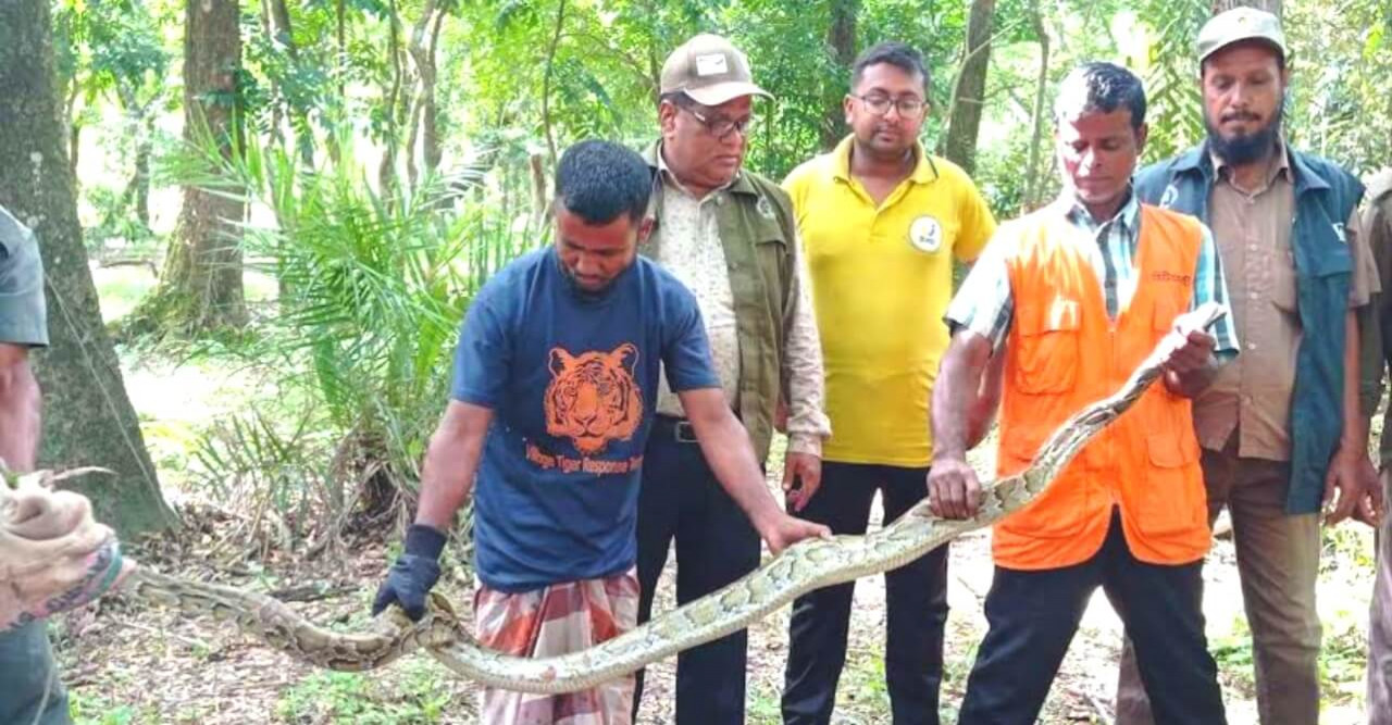 বাগেরহাটে মাঠ থেকে অজগর উদ্ধার