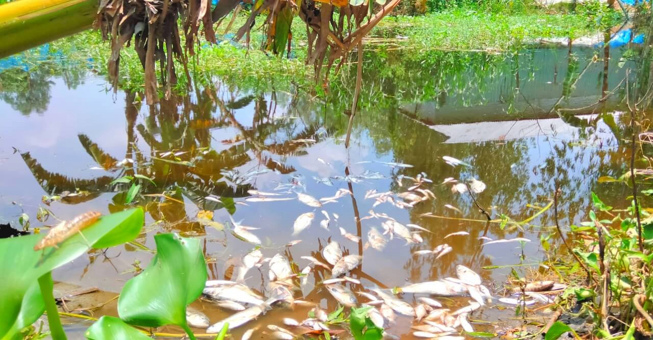পুকুরে বিষ দিয়ে মাছ নিধনের অভিযোগ