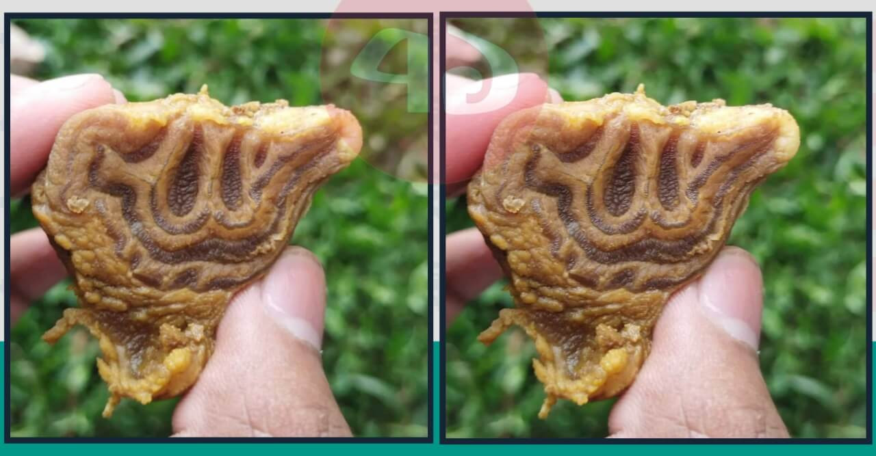 কুরবানির গরুর মাংসে ‘আল্লাহু’ লেখা