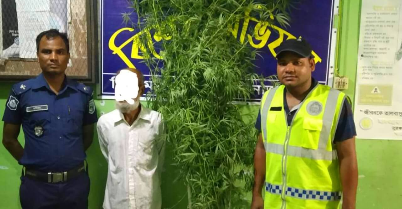 বিরামপুরে দুইটি বিশাল গাঁজার গাছসহ চাষি আটক