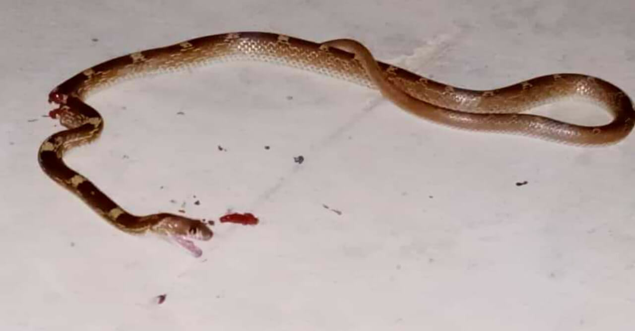 ইবি ক্যাম্পাসে বাড়ছে সাপের উপদ্রব, আতঙ্কে শিক্ষার্থীরা