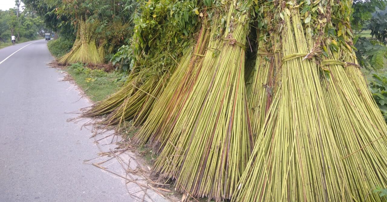 বাজারও মন্দা পাট চাষিদের মাথায় হাত