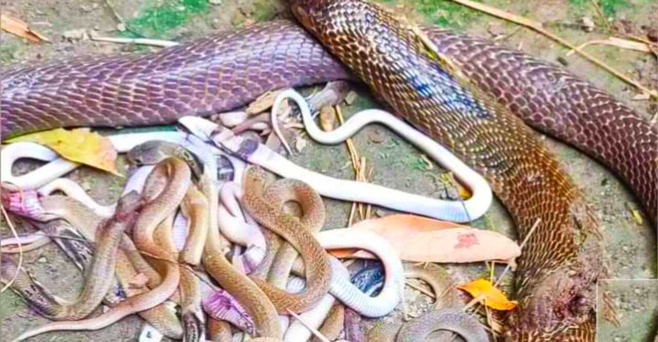 গুরুদাসপুরে শয়ন ঘরে ২৫টি গোখরা সাপ উদ্ধার