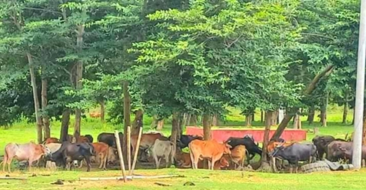 মিয়ানমার সীমান্ত দিয়ে আনা অবৈধ ৪৪টি গরু ও ২৮টি মহিষ জব্দ