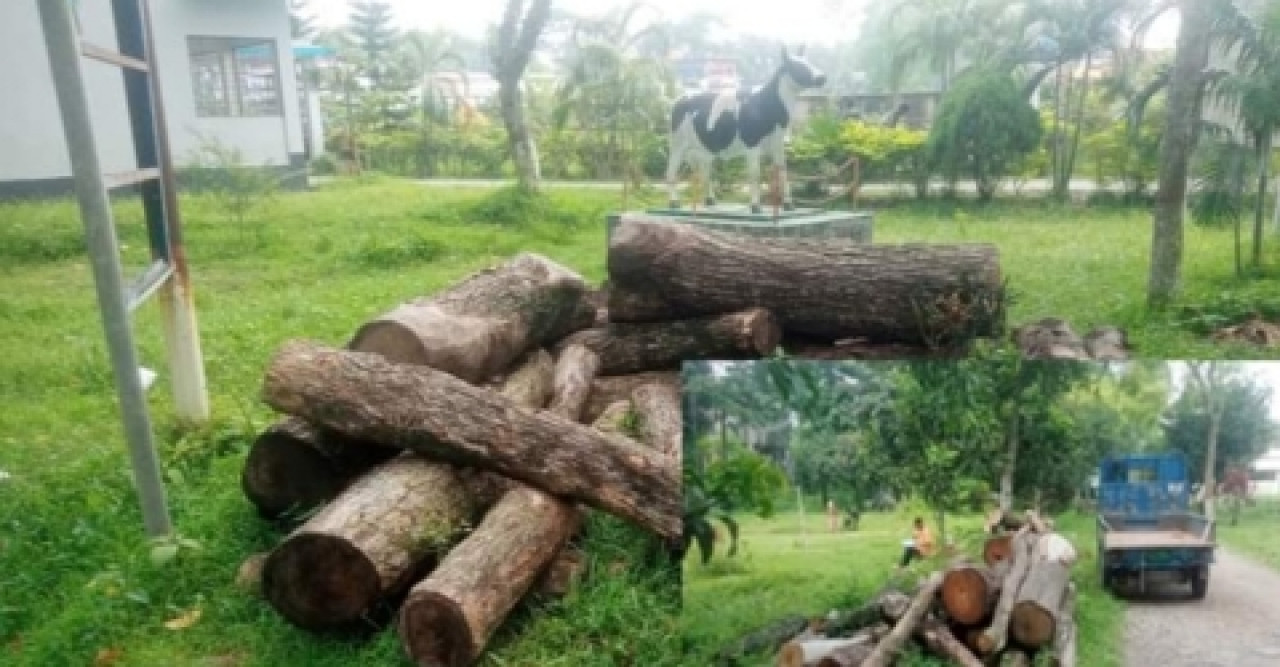 শেরপুরে সরকারি গাছগুলো অবশেষে নিলাম