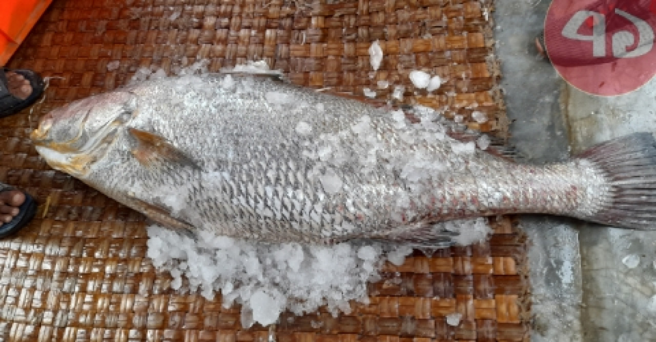 ১৯ কেজি মাছের দাম ১লাখ ৯০ হাজার টাকা