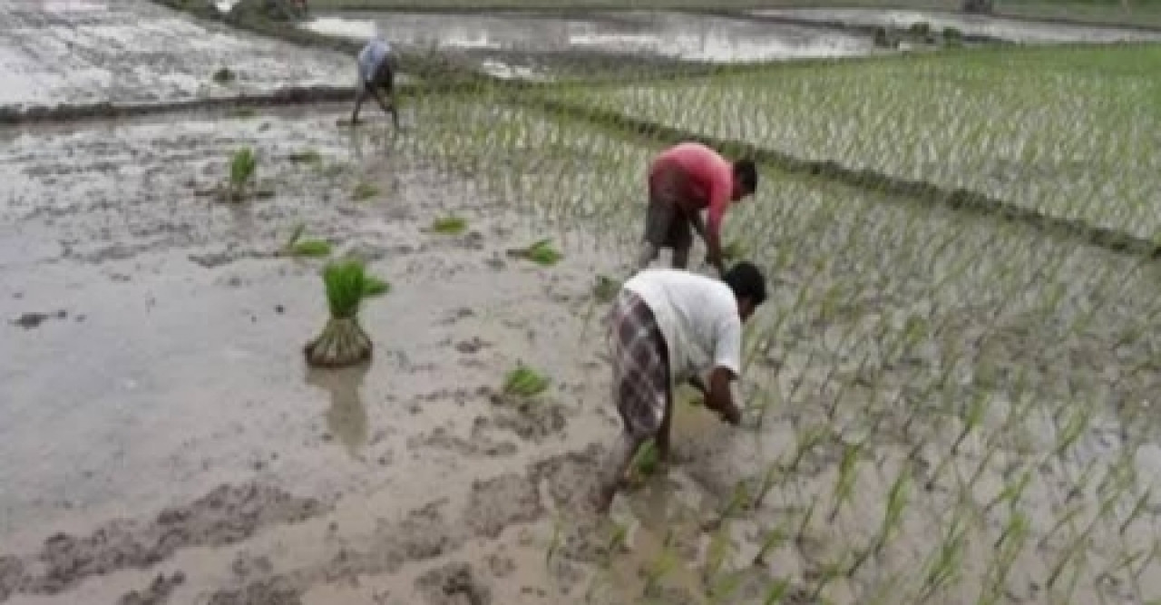 গৌরীপুরে অনাবৃষ্টির কারনে আমন রোপন ব্যহত