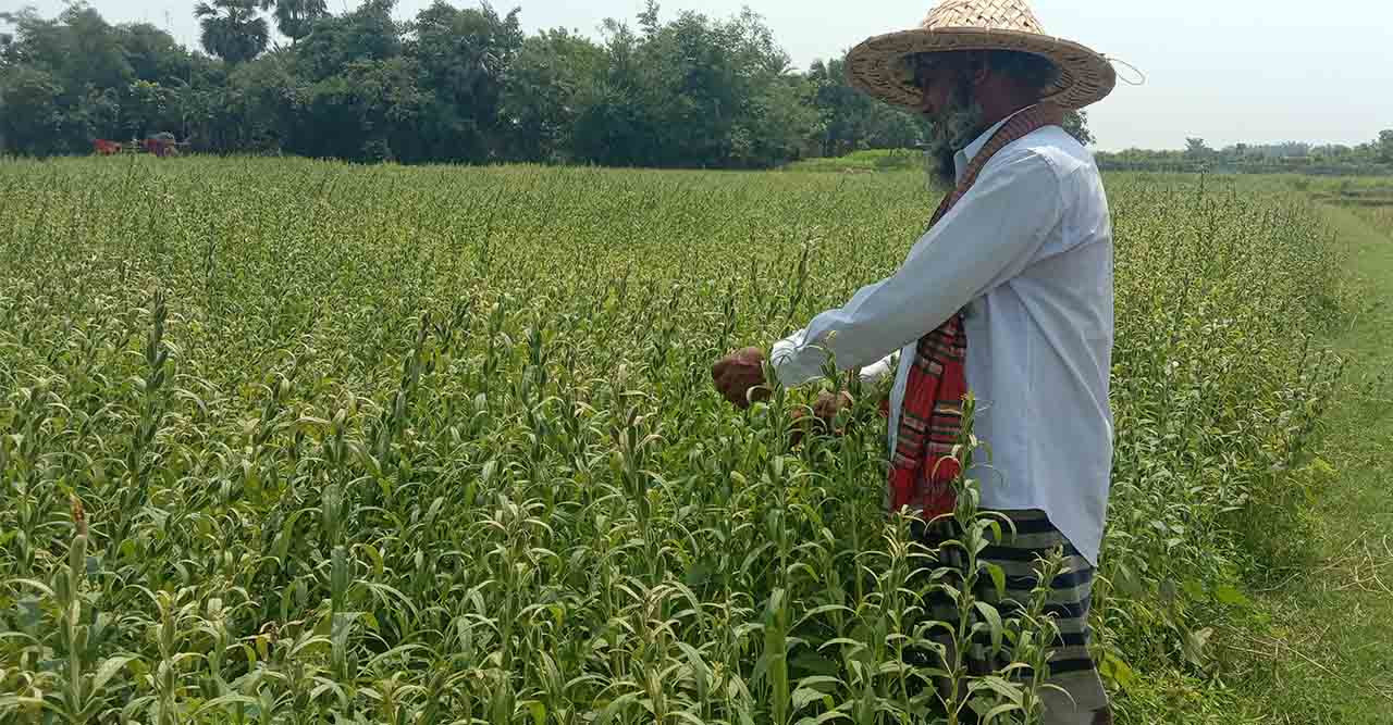 তিল চাষে খরচ কম, লাভ বেশী, আগ্রহী চাষীরা