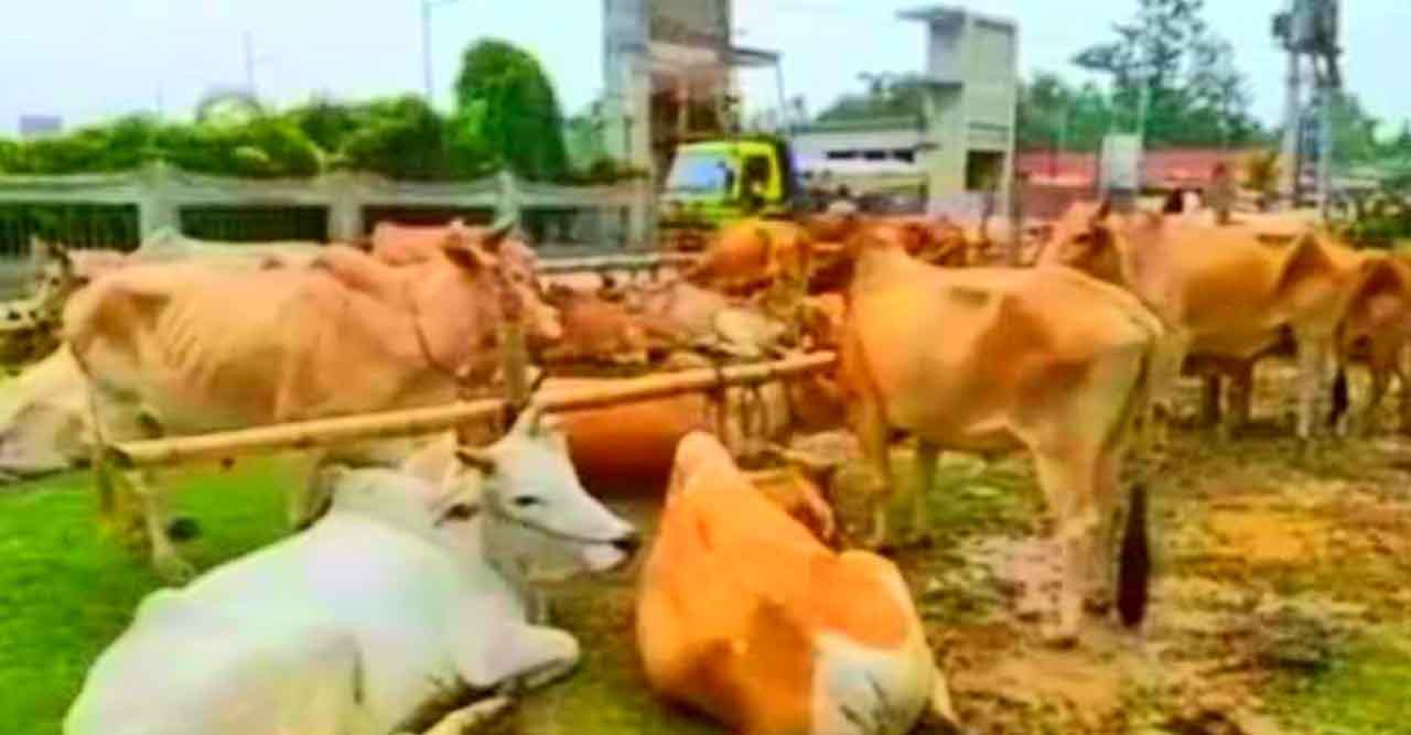 আলীকদমে বিজিবির অভিযানে ১৭টি অবৈধ গরু আটক