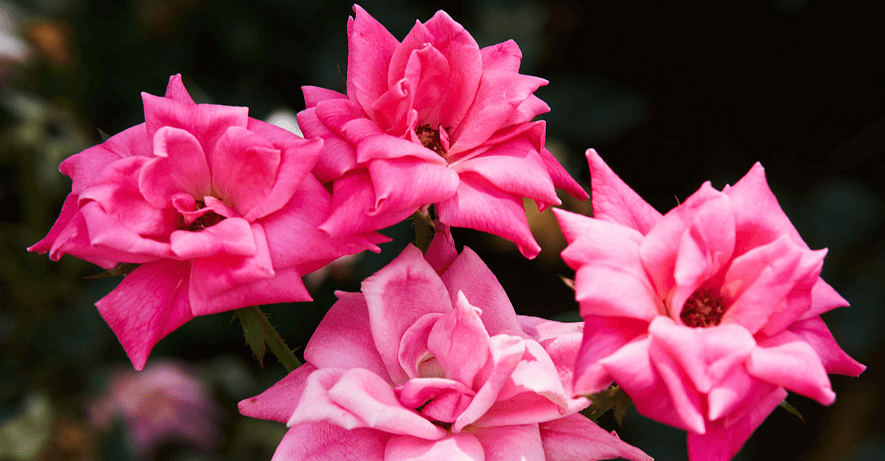 খাদিজা (রা.)–এর যে চার গুণ নারীদের জন্য অনুসরণীয়