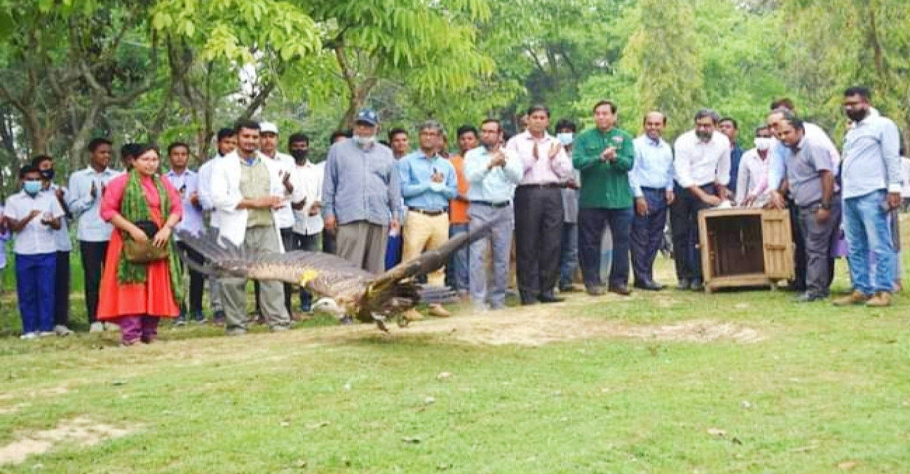দিনাজপুর সিংড়া জাতীয় উদ্যানে পুনবার্সন  কেন্দ্রে সংগৃহীত ১৯টি শুকুন অবমুক্ত