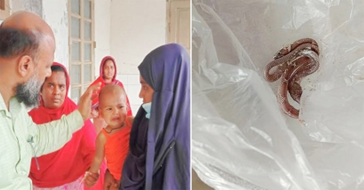 চুয়াডাঙ্গায় শিশুর কামড়ে সাপের মৃত্যু